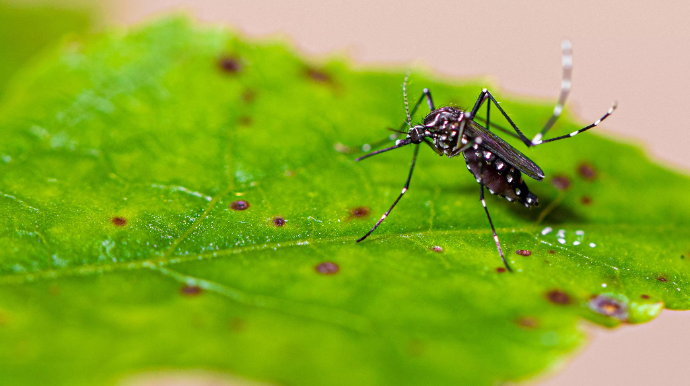 Tupã confirma mais 14 casos de dengue e atinge 47 positivos em 2024