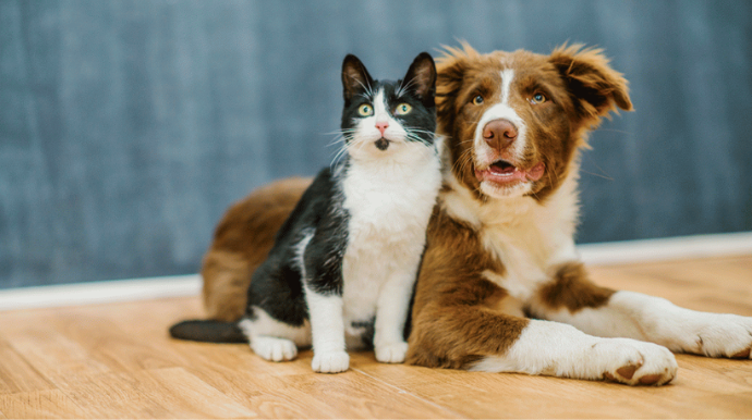 Castração gratuita de cães e gatos está com agenda aberta