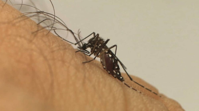 A doença infecciosa febril é transmitida pelos mosquitos Aedes albopictus e Aedes aegypti