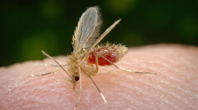 Tupã confirma primeiro caso de Leishmaniose humana em 2024